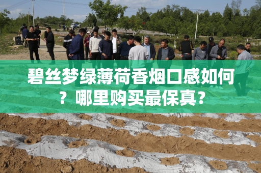 碧丝梦绿薄荷香烟口感如何？哪里购买最保真？